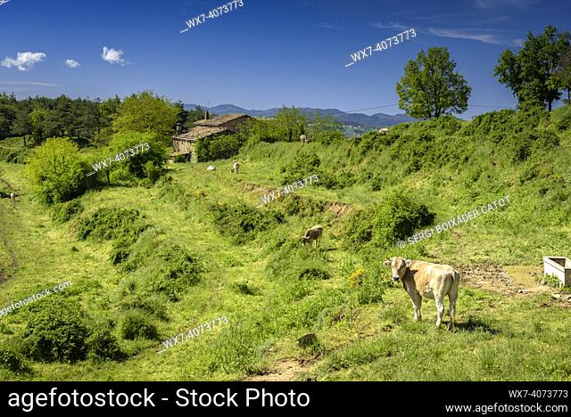 Green meadows and cows in spring near Santa Llúcia de Sobremunt, in Lluçanès (Osona, Barcelona, Catalonia, Spain). ESP: Prados verdes y vacas en primavera cerca...