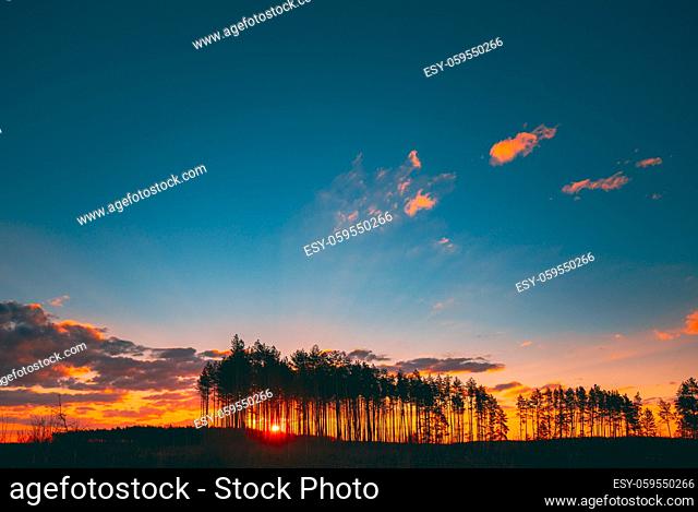 Sunset Sunrise In Pine Forest. Sun Sunshine In Sunny Coniferous Forest. Sunlight Shine Through Woods In Landscape Under Bright Colorful Dramatic Sky And Dark...