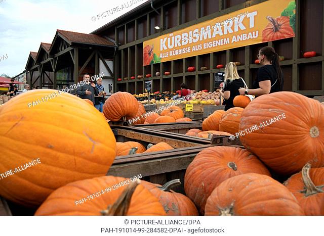 13 October 2019, Brandenburg, Klaistow: Pumpkins are displayed next to each other on the asparagus and adventure farm for sale