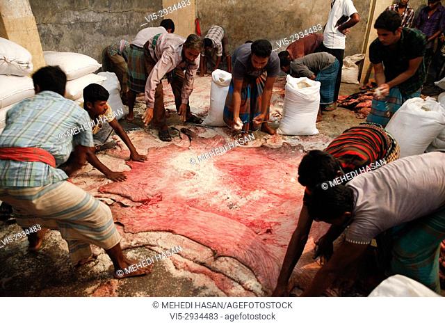 Bangladeshi leather trader collecting leather after the cattle sacrifice during the Eid-ul-Azha at Dhaka in Bangladesh. Leather  is a durable and flexible...