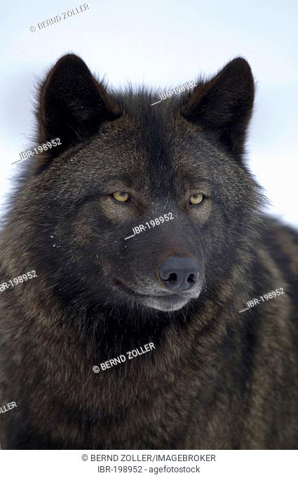 Eastern Timber Wolf (Canis lupus lycaon)
