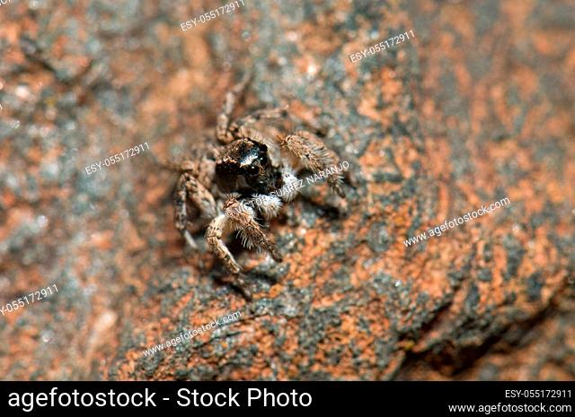 Male jumping spider, Aelurillus lucasi. Las Brujas Mountain. Integral Natural Reserve of Inagua. Tejeda. Gran Canaria. Canary Islands. Spain