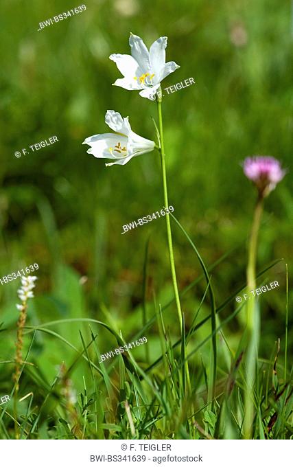 St. Bruno's Lily (Paradisea liliastrum, Paradisia liliastrum), blooming, Switzerland