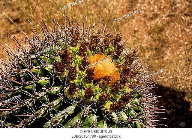 Close up of Cactus Plants