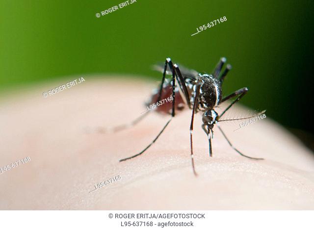 Female Asian Tiger Mosquito (Aedes albopictus) blood feeding on human skin, Spain