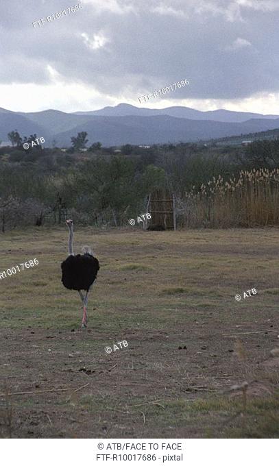 Ostrich standing, rear view, Oudtshorn, South Africa