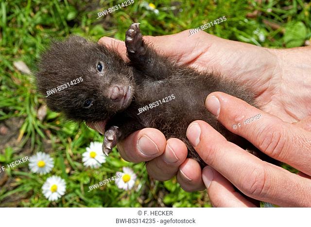 raccoon dog (Nyctereutes procyonoides), upbringing by hand orphaned pup becoming massage the belly to promote digestion, Germany
