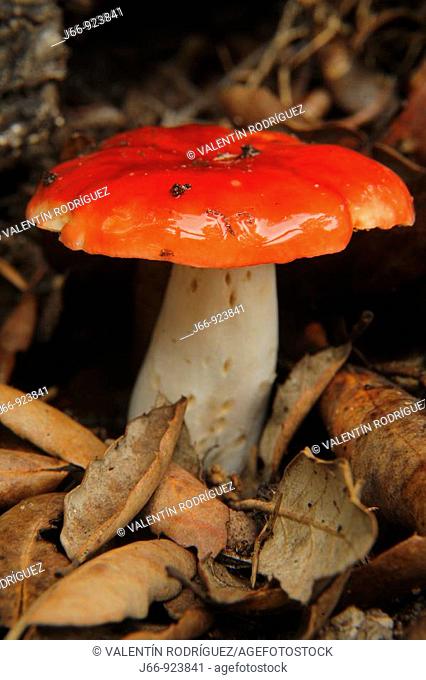 Mushroom (Russula emetica). Parque Natural de la Sierra de Espadán, Alto Palancia, Castellón Province, Valencian Community, Spain