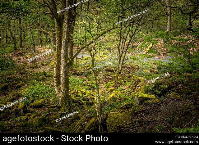 Bluebells (Hyacinthoides non-scripta) Hardcastle Crags is a wooded Pennine valley in West Yorkshire, England
