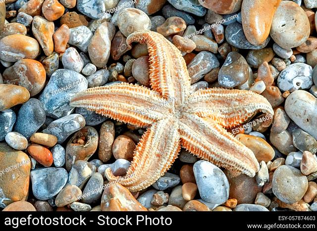 Common Starfish (Asterias Rubens) washed ashore at Dungeness