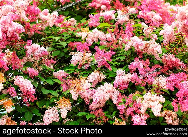 Dwarf Korean Lilac (Syringa meyeri) pink and purple flowers, and green leaves on small bush. Spring nature background