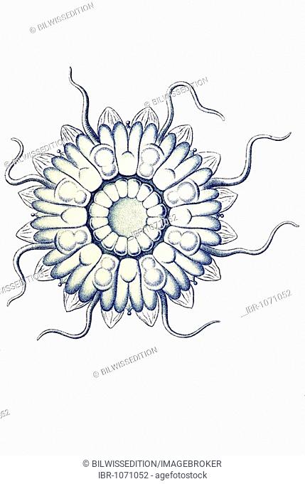 Historic illustration, tablet 18, title Discomedusae, jellyfish, name Linantha, 8/ Nauphanta Challengeri, Nausithoidae family, Ernst Haeckel