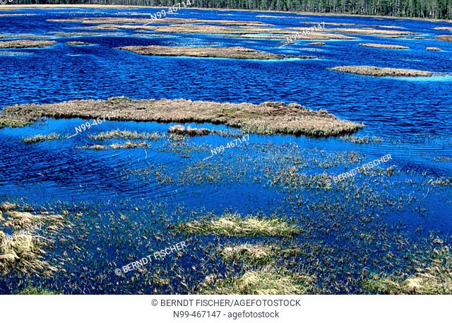 Swamp. Marshland with open water area and islands. Spring near Suomussalmi. Finland