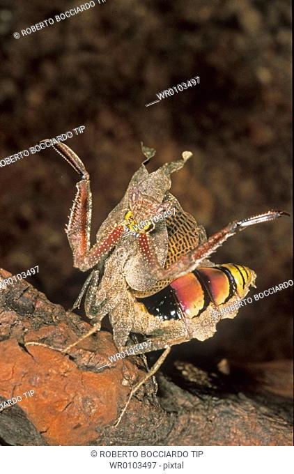 Dead leaf mantis - acanthops falcata