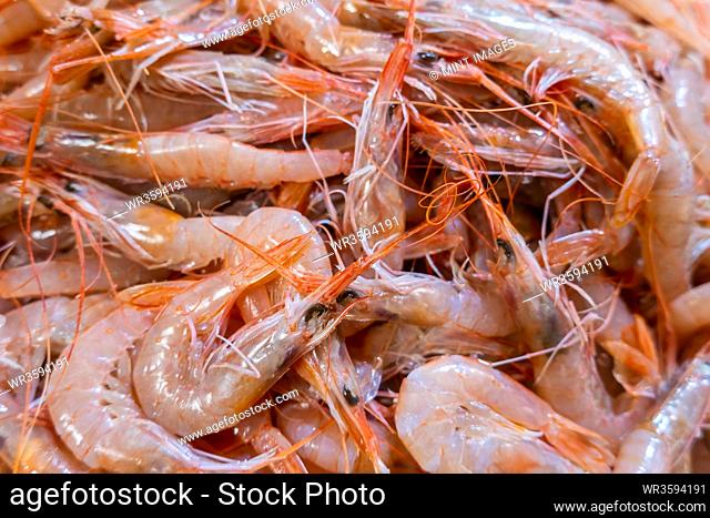 Fresh shrimps in Algarve fish market, Portugal