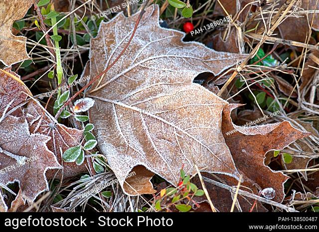 December 25th, 2020, Schleswig, a maple leaf with frosty hoar frost on a meadow. | usage worldwide. - Schleswig/Schleswig-Holstein/Deutschland