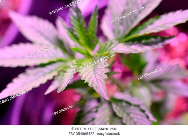 Marijuana. Marijuana and Cannabis growing indoors. Marijuana Grow Tent with lights. Medical and Recreational Cannabis plants.image