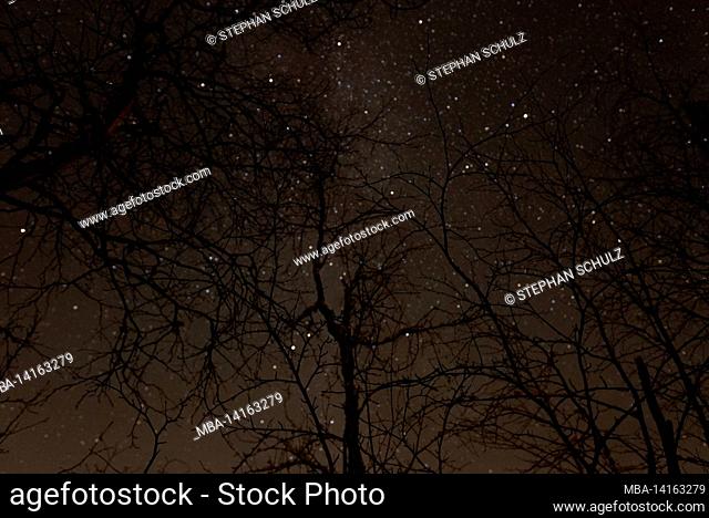 starry sky, dark branches, lapland, finland
