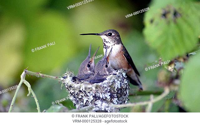 Baby humming birds being feed by their mom