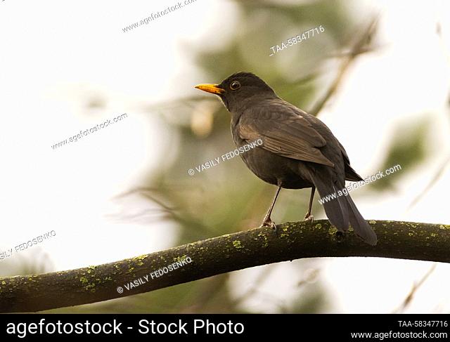 RUSSIA, MOSCOW - APRIL 11, 2023: A common blackbird is seen in Moscow's Victory Park. Vasily Fedosenko/TASS