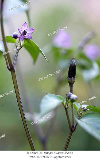 Chilli pepper, Capsicum annuum 'Zimbabwe black', purple flowers and buds with a small black chilli and purple tinged leaves