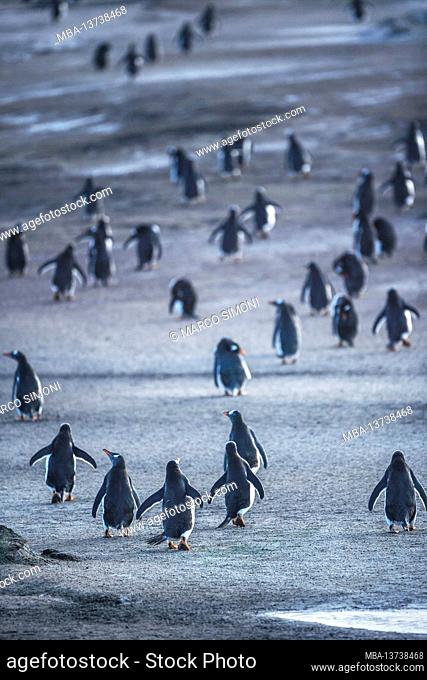 Gentoo Penguins (Pygocelis papua) walking, Sea Lion Island, Falkland Islands, South America