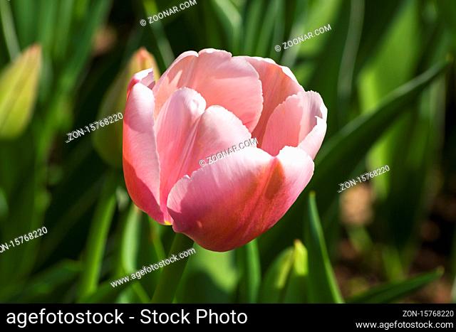 Tulipa of the Design Impression species on a flowerbed