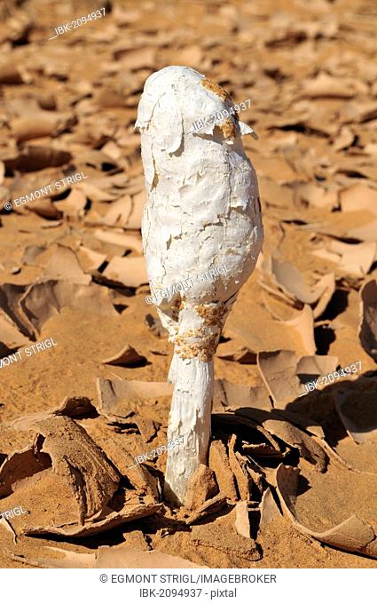 Black Powderpuff (Podaxis pistillaris), wild mushroom growing in the desert of Adrar Tekemberet, Immidir, Algeria, Sahara, North Africa