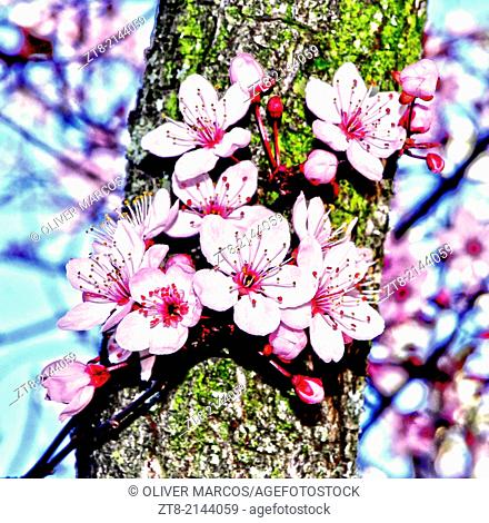 Flowering tree in spring, Northwest of Spain