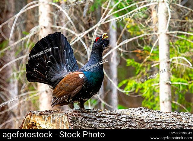 Majestic western capercaillie, tetrao urogallus, spreading his tail in the forest. Impressive ground-living wood grouse strutting in its natural habitat