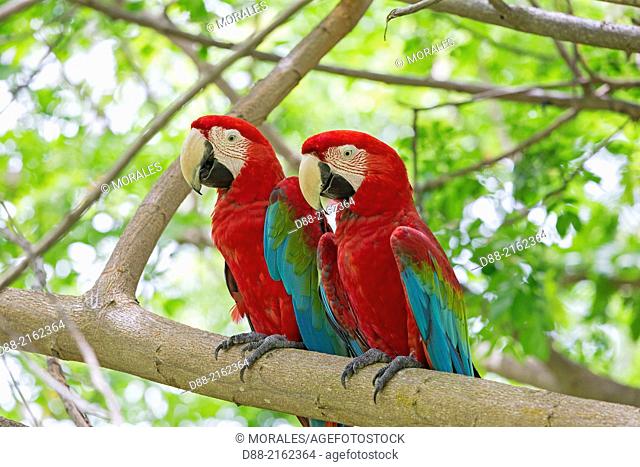 Asia, Malaysia, Borneo, Sabah, Sandakan, Sepilok Orang Utan Rehabilitation Center, Red-and-green Macaw or Green-winged Macaw (Ara chloropterus), captiv