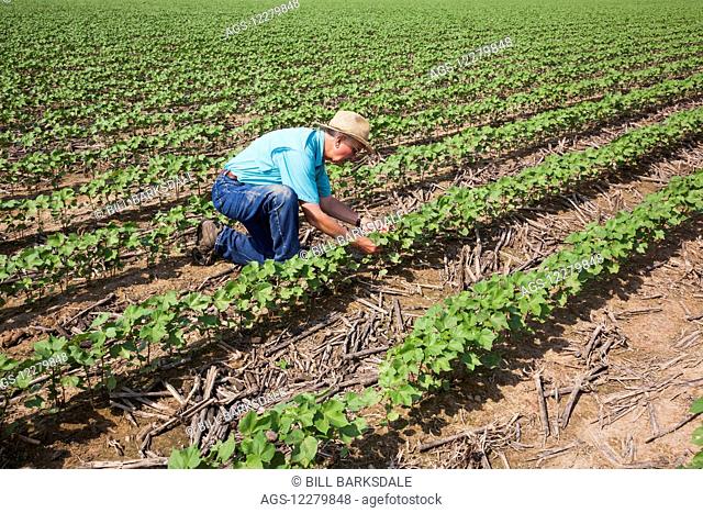 Crop consultant checking progress on no till cotton, approximately 10-12 leaf stage, following previous year's crop of corn; England, Arkansas