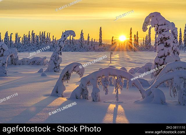 Winter landscape at sunset in direct light with colorful sky and clouds, plenty of snow on the trees, Swedish Lapland, Sweden