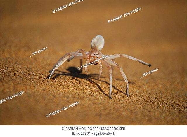 Dancing White Lady Spider (Leucorchestris arenicola), Namib Desert near Swakopmund, Namibia, Africa