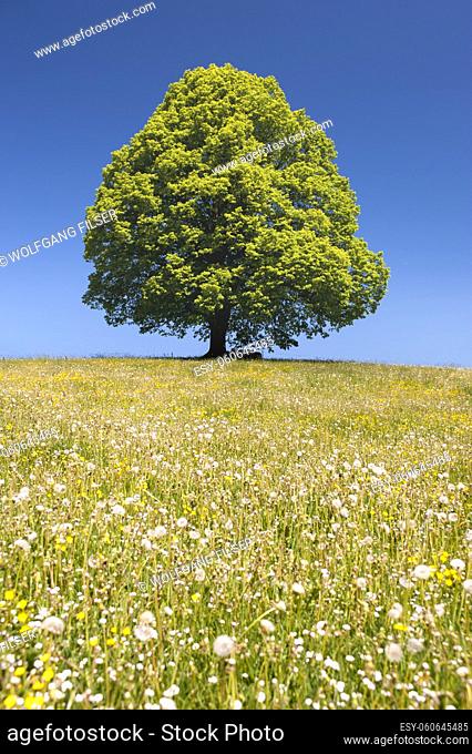 single tree at spring in meadow