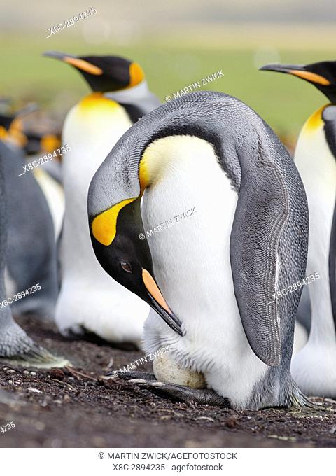 King Penguin (Aptenodytes patagonicus) on the Falkland Islands in the South Atlantic. Incubating egg on feet. South America, Falkland Islands, January