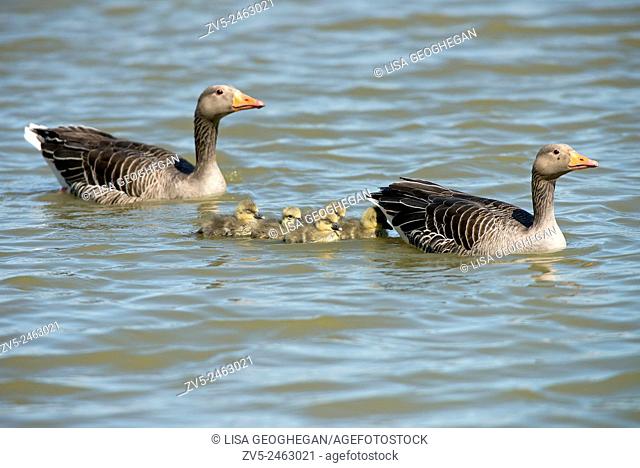 Male and Female Greylag Geese-Anser anser with young swimming. Spring. Uk