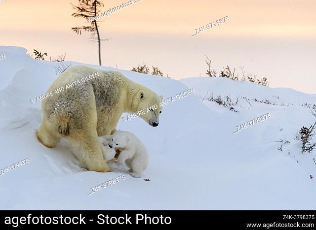 Polar bear mother (Ursus maritimus) with two playing new born cubs, at sunset, Wapusk National Park, Manitoba, Canada