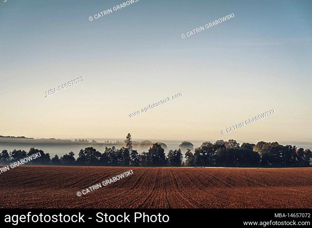 Morning atmosphere in autumn in Reinhardswald in the district of Kassel, rural area, early morning fog, agriculture