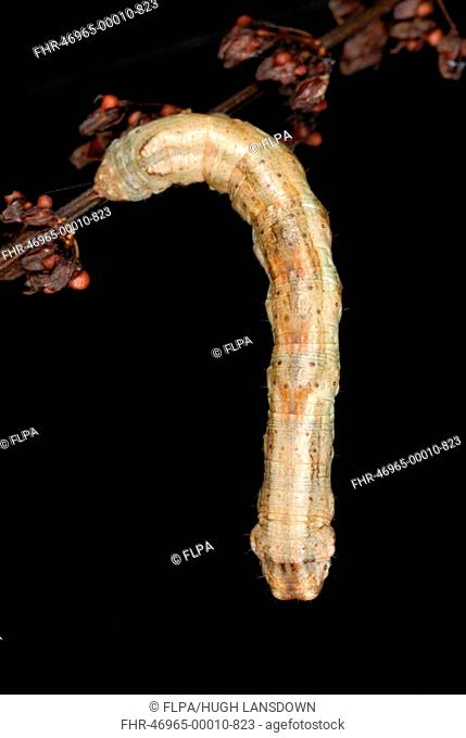 Scalloped Hazel Moth (Odontopera bidentata) caterpillar, hanging from stem in ancient woodland, Gelli Hir Wood Nature Reserve, Gower Peninsula, West Glamorgan