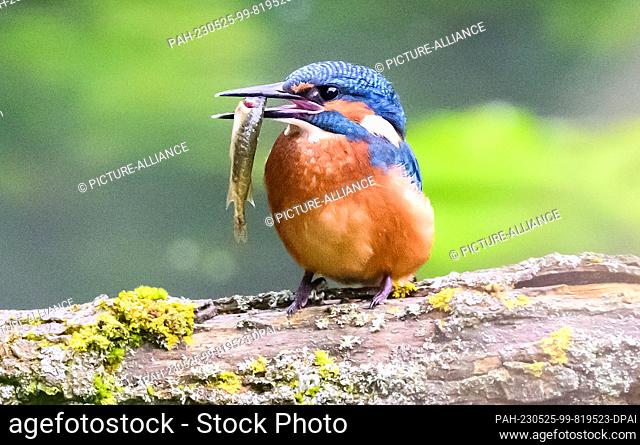 25 May 2023, Lower Saxony, Laatzen: A kingfisher with a small fish in its beak lingers on a branch in the Alte Leine in the nature reserve ""Leineaue zwischen...