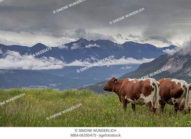 Cattle in the Carnic Alps