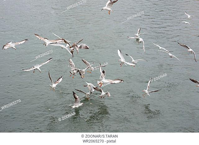 many seagulls fighting for the food