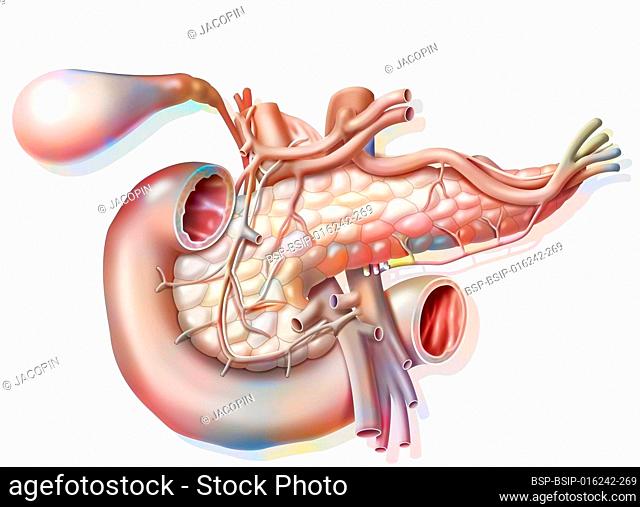 Vascularization of the pancreas in anterior view with vesicle and common bile duct