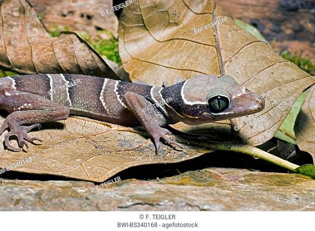 Malayan Forest Gecko (Cyrtodactylus pulchellus), close-up view