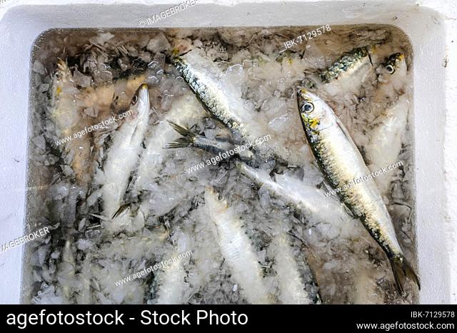 Fresh sardines sold on the traditional market in Zambujeira do Mar, Alentejo, Portugal, Europe