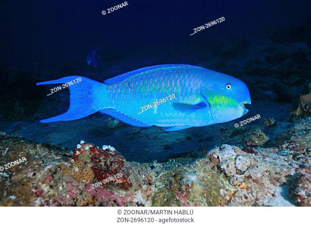 Indischer Buckelkopf, Scarus strongylocephalus, Nord Male Atoll, Malediven, Indischer Ozean, Sheephead Parrotfish, North Male Atoll, Maldives, Indian Ocean