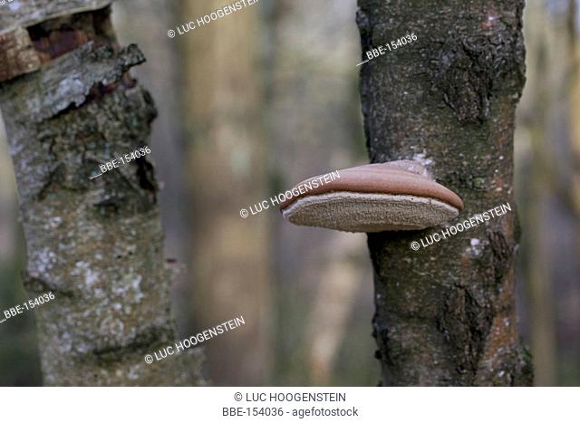 Piptoporus betulinus on a tree