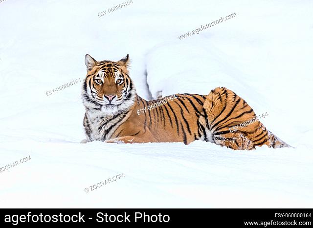A Bengal Tiger in a snowy forest hunting for prey
