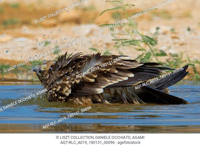 Juvenile Asian Imperial Eagle at water hole